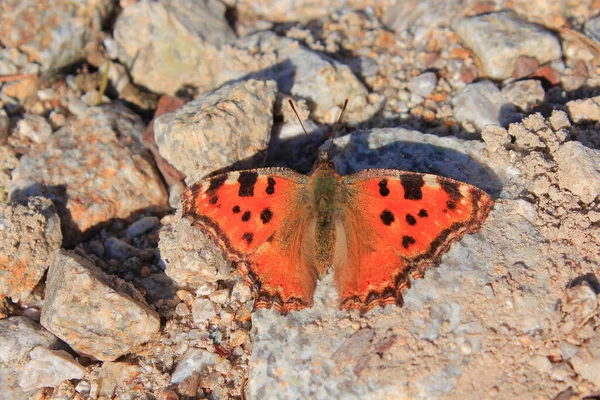 Mariposa Leopardo Tomando Sol Una Piedra — Foto de Stock