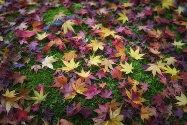 Yeşil yosun doğal arka plan üzerinde renkli sonbahar akçaağaç yaprakları.