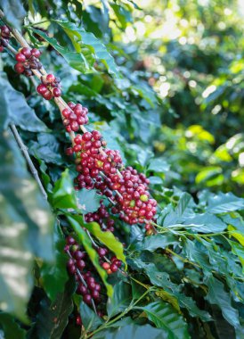 Kahve çekirdekleri ağaçta olgunlaşıyor.