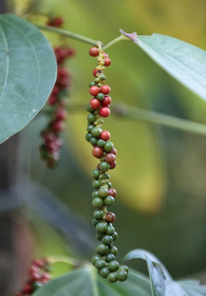 Fresh green and red peppercorns with leaf isolated on branch. — Stock Photo, Image