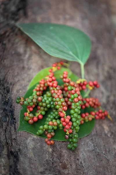 Closeup, tree, pepper, natural, spice, green, tropical, white, p — Stock Photo, Image