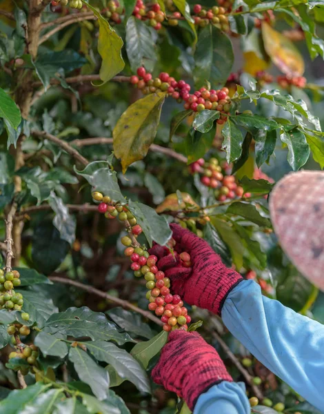Close-up van de hand van boeren plukken tak van arabica koffie berrie — Stockfoto