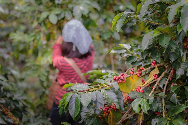 Cerrar rama de bayas de café árabe rojo con los agricultores worki — Foto de Stock