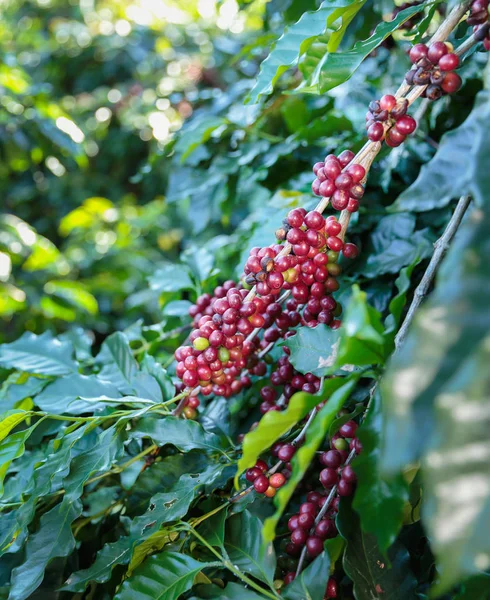 Coffee beans ripening on tree — Stock Photo, Image