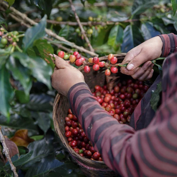 Close Up mão de agricultores que escolhem ramo de berrie café arábica — Fotografia de Stock