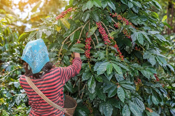 Agricultores colina pegando bagas de café arábica em vermelho e verde em — Fotografia de Stock