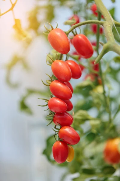 Спелые натуральные помидоры растут на ветке органической фермы . — стоковое фото