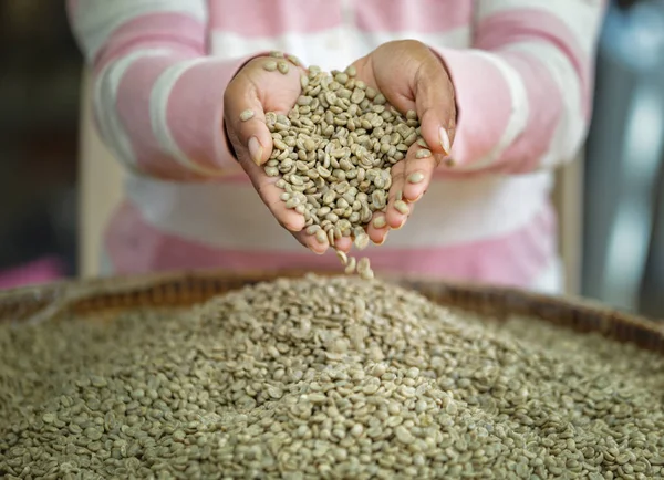 Rohkaffee bei Bauern. — Stockfoto