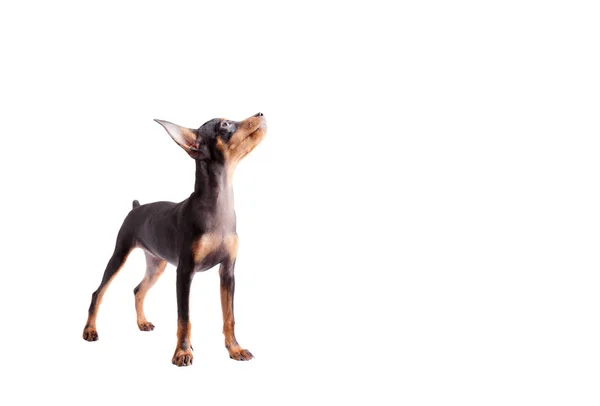 Miniatur-Pinscher isoliert auf weißem Hintergrund. — Stockfoto