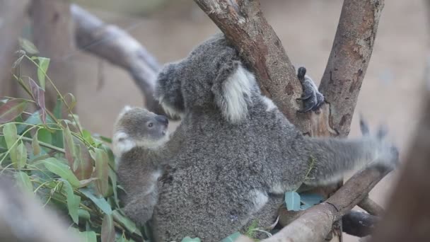 Australian Koala Bear with her baby — Stock Video