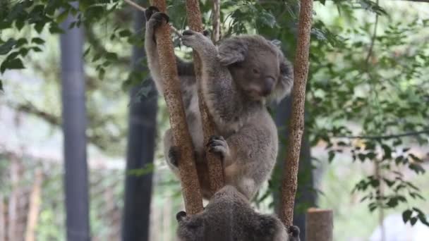 Australische Koala Beer met haar baby — Stockvideo