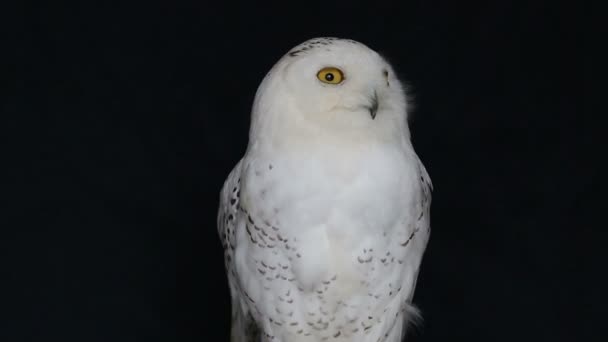 フクロウストック動画 ロイヤリティフリーフクロウ動画 Depositphotos フクロウストック動画 ロイヤリティフリーフクロウ動画 Depositphotos