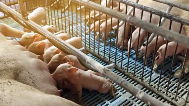 Porcelets nouveau-nés se nourrissant à la ferme — Video