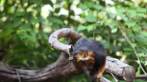 León Tamarin en el árbol — Vídeos de Stock