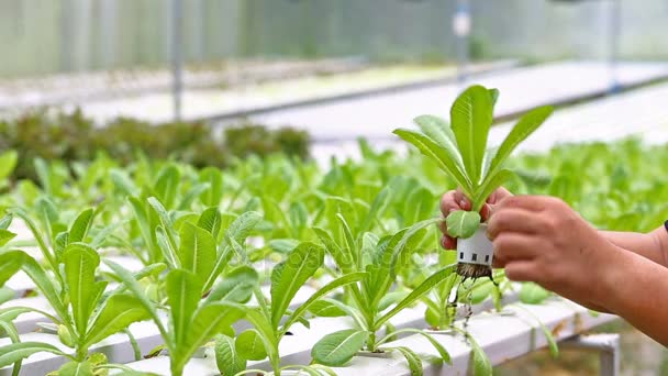 Plantando uma fazenda de vegetais hidropônicos na Tailândia — Vídeo de Stock