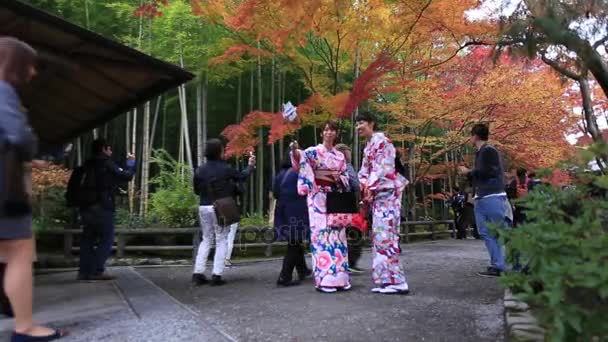 क्योटो, जपान नोव्हेंबर, 21): आराशीयामा बांबू वन, क्योटो, क्योटो प्रीफेक्चर, जपान येथे शरद ऋतूच्या माध्यमातून पर्यटक भेट — स्टॉक व्हिडिओ