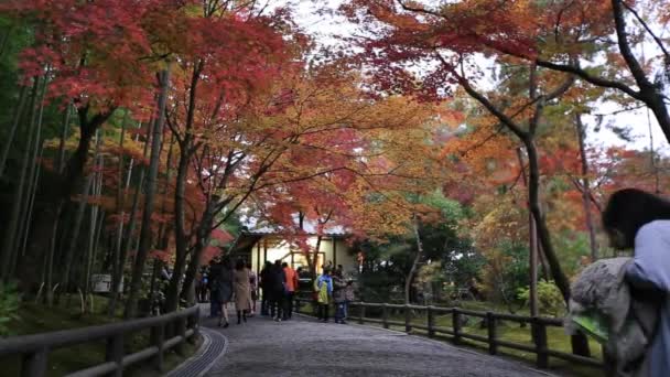 Kyoto, Japão - 21 de novembro de 2016: Visita turística até o outono na floresta de bambu arashiyama, Kyoto, Prefeitura de Kyoto, Japão — Vídeo de Stock