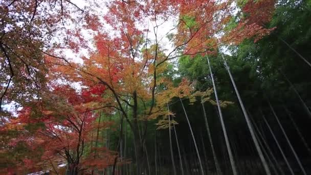 Bosque de bambú en arashiyama, kyoto, japón — Vídeo de stock