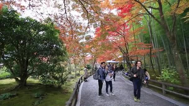 Kyoto, Jepang - Nov, 21 2016: Wisatawan Kunjungan melalui musim gugur di hutan bambu arashiyama, Kyoto, Prefektur Kyoto, Jepang — Stok Video