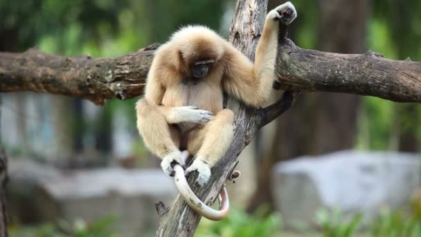 Weißwangen-Gibbon oder Lar-Gibbon in Thailand. — Stockvideo