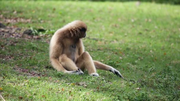 흰 뺨 긴팔원숭이 또는 태국에서 Lar 긴팔원숭이. — 비디오