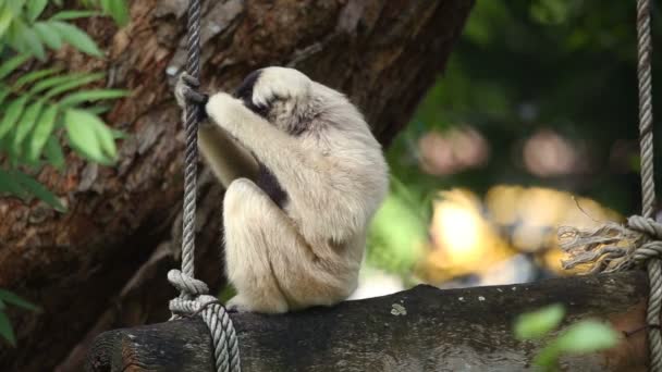 Borneogibbon Gibbon op boom. — Stockvideo