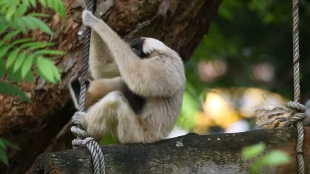 Pileated Gibbon on tree. — Stock Video