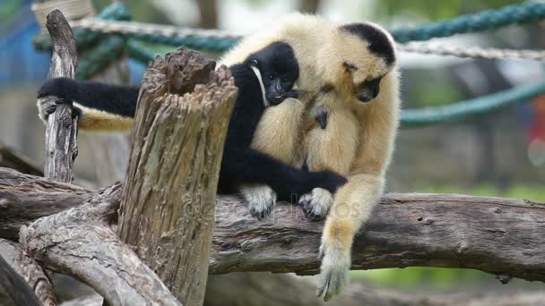 Λευκό Μαγουλά Gibbon ή Lar Gibbon με το μωρό στην Ταϊλάνδη. — Αρχείο Βίντεο