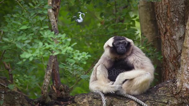 Rödkronad Gibbon på träd. — Stockvideo