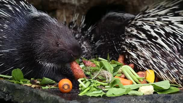 Porcupine eating vegetable. — Stock Video