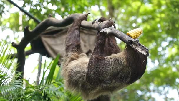 Sloth manger du maïs frais — Video