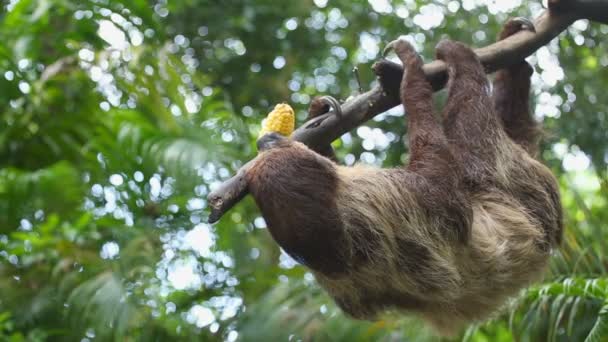 Sloth eating fresh corn — Stock Video