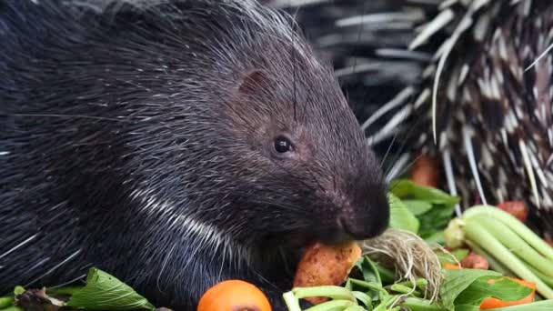 Porcupine eating vegetable. — Stock Video