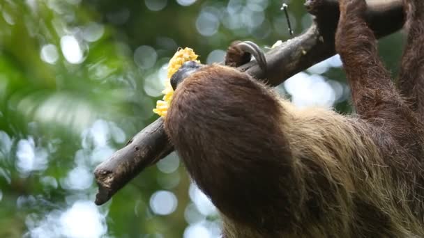 Ленивец ест свежую кукурузу — стоковое видео