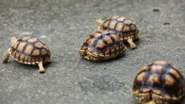 Centrochelys sulcata broasca testoasa — Videoclip de stoc