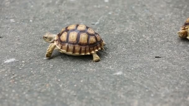 Tortuga Centrochelys sulcata — Vídeos de Stock