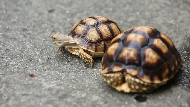 Centrochelys sulcata turtle — Stock Video