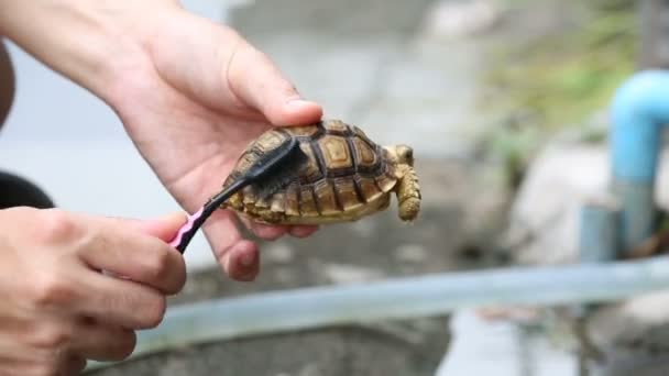 Centrochelys sulcata turtle cleaning by brush. — Stock Video