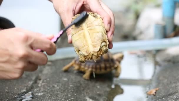Centrochelys sulcata turtle cleaning by brush. — Stock Video