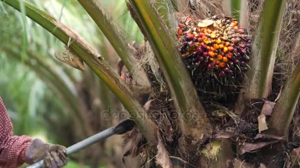 Recoltarea fructelor de ulei de palmier în Thailanda — Videoclip de stoc