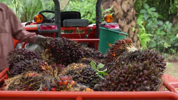 Harvesting palm oil fruit in Thailand — Stock Video