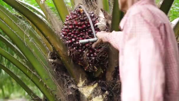 Oogsten van palmolie fruit in Thailand — Stockvideo