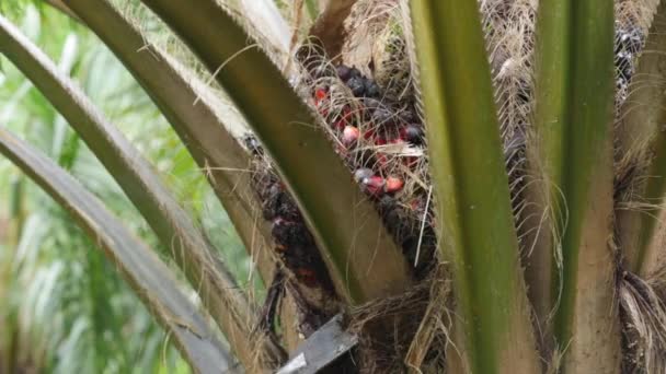 Harvesting palm oil fruit in Thailand — Stock Video