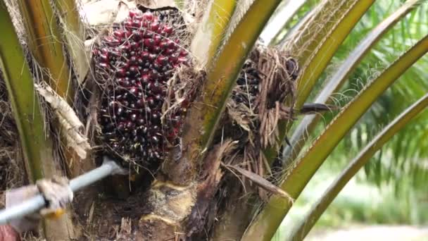 Sklizeň ovoce palmového oleje v Thajsku — Stock video