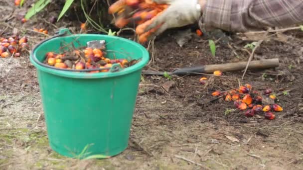タイのパーム油の果実を収穫 — ストック動画