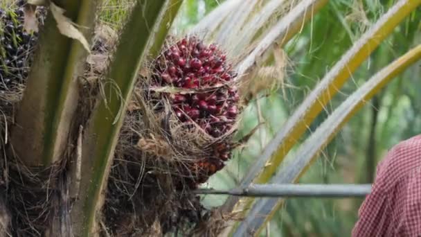 Cosecha de fruta de aceite de palma en Tailandia — Vídeos de Stock