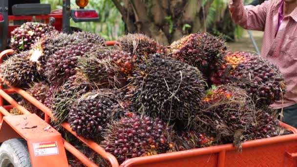 Skörda palmolja frukt i Thailand — Stockvideo