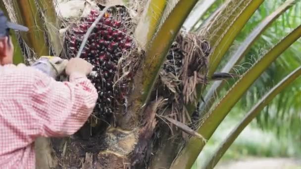Colheita de frutos de óleo de palma na Tailândia — Vídeo de Stock