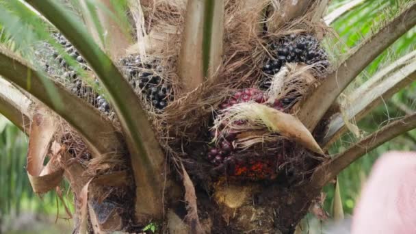 Betakarítás pálmaolaj gyümölcsök Thaiföldön — Stock videók