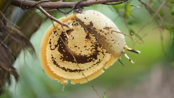 Pracy pszczół na honeycomb z słodki miód. — Wideo stockowe